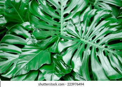 Philodendron Monstera Obliqua Green Leaf Background Stock Photo Edit Now 223976494