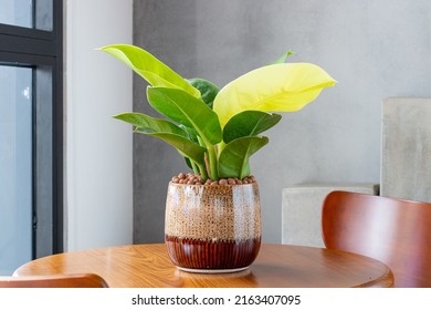 Philodendron Moonlight (Imperial yellow) grown in unique enamel pots. Multi-colored planters. Decoration in the living room. Houseplant care concept. Indoor plants. Decoration on the desk.