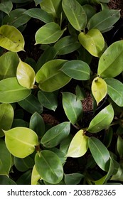 Philodendron Moonlight Plant. Contrast Plant For Shady Spots In The Garden