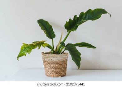 Philodendron Narrow Escape plant in a pot