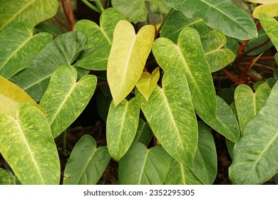 Philodendron paint lady leaves texture background, tropical foliage plant                               