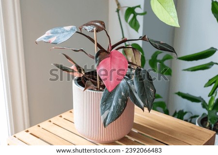Philodendron Pink Princess. House plant. Pink Plant.