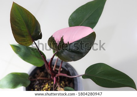 Philodendron Pink Princess on branch in the pot with wall background.