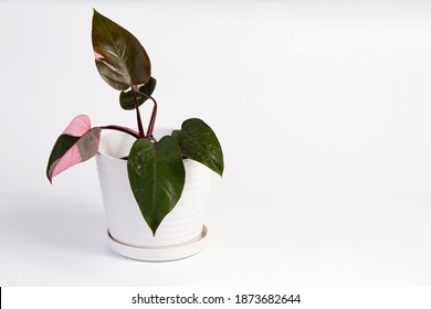 Philodendron Pink Princess potted house plant isolated on white background