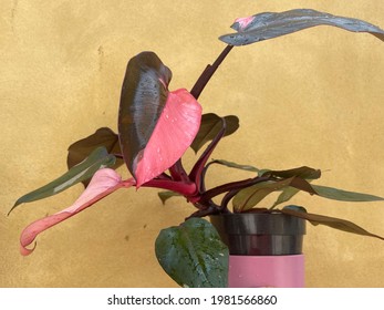 Philodendron Pink Princess Rare Plant