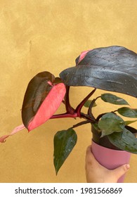 Philodendron Pink Princess Rare Plant