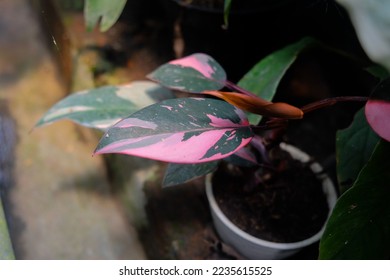 Philodendron pink princess. 'Pink Princess' is a slow-growing, hybrid philodendron selection that features colorful, variegated foliage and an upright, vining habit.