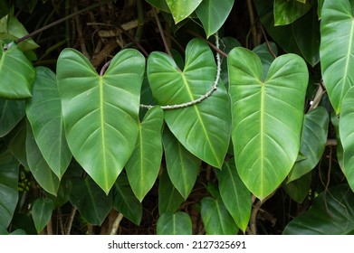 Philodendron plant image. Heart shaped leaves pattern. Green heart shaped foliage.
