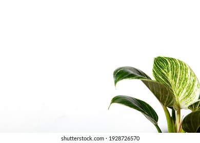 Philodendron Plant On White Background Stock Photo 1928726570 ...