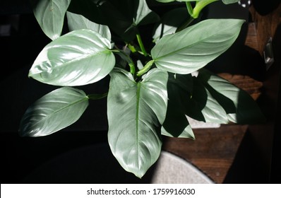 Silver Philodendron Hd Stock Images Shutterstock