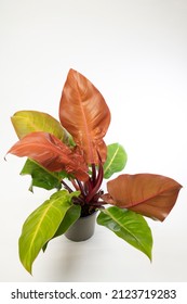 Philodendron Prince Of Orange - Indoor Plant