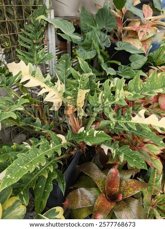 Philodendron Ring of Fire variegated or also know as Jungle Boogie