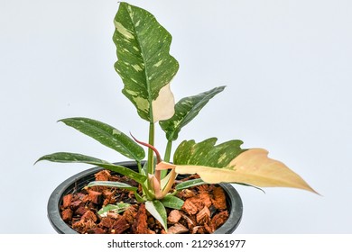 Philodendron Ring Of Fire. Variegated Philodendron 'Ring Of Fire' On White Background.