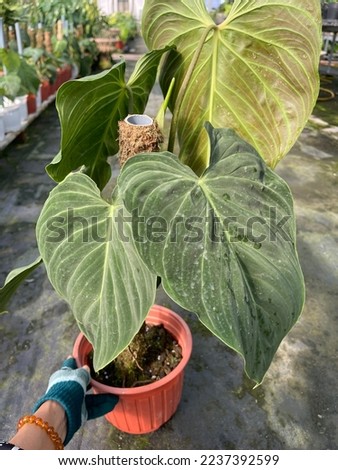 Philodendron Splendid, The philodendron splendid is considered a rare plant, Philodendrons originate in tropical locations where the temperatures are consistently warm Foto stock © 