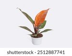 Philodendron Sun Red on a white background. This small tabletop plant features vibrant red and green leaves, perfect for adding a touch of color and elegance to any indoor space.