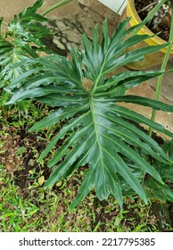 Philodendron (tree Lover) Is A Large Genus Of The Arum Family, Araceae.