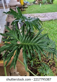 Philodendron (tree Lover) Is A Large Genus Of The Arum Family, Araceae.