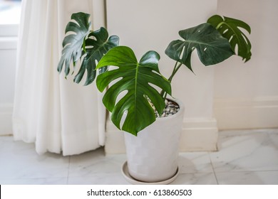 Philodendron Vase In White Room