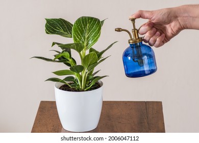 Philodendron White (Birkin) plant in pot on table being sprayed with blue vintage glass misting watering bottle held by woman's hand. 
 - Powered by Shutterstock