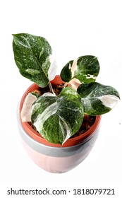 Philodendron White Knight Aroid Urban Plants