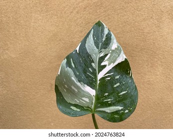 Philodendron White Princess Rare Indoor Plant