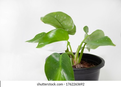 Philodendron White Princess Tree Green