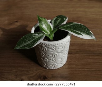philodendron white wizard in white pot