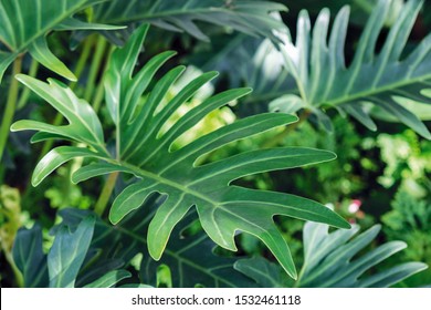 Philodendron Xanadu In The Garden