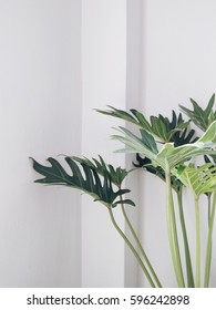 Philodendron Xanadu Indoor