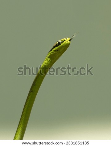 A Philodryas olfersii snake or cobra-verde is a species of venomous snake in the family Colubridae, endemic from South America. Wild animal. Animal life. Green snack.