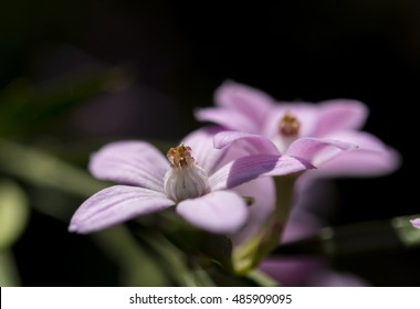 Philotheca Myoporoides In The Forest