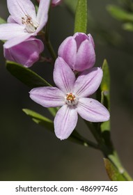 Philotheca Myoporoides In The Forest