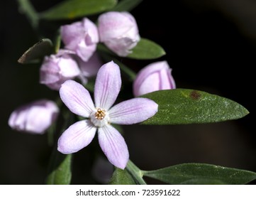 Philotheca Myoporoides In The Forest, 