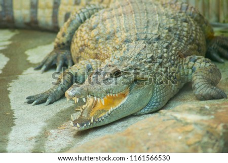 Philppine Crocodile with mouth open