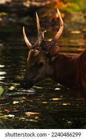 Philppine spotted deer eating fallen leaves out of the water in autumn