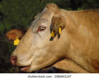 Phlegmatic Rattle Cow, Head Profile, Organic Farm