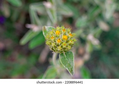 Phlomis Fruticosa (Lamiaceae) - Full Bloom