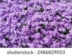 Phlox (creeping phlox, moss phlox, moss pink, or mountain phlox) flowers background. Many small purple flowers for background, top view. 