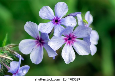 Phlox divaricata chattahoochee violet purple flowers, ornamental wild plant in bloom, close up view - Powered by Shutterstock