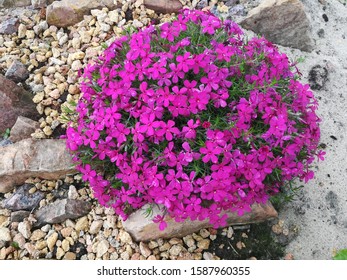 Phlox douglasii Crackerjack on an Alpine slide with chamotte stones. round blooming bright crimson Bush with small delicate flowers - Shutterstock ID 1587960355