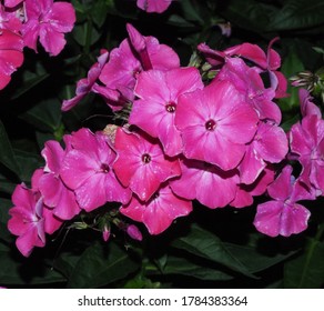 Phlox Flowers At Night Lit Up