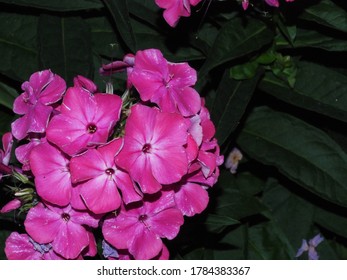 Phlox Flowers At Night Lit Up