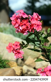 Phlox In Garden Rockery In Autumn