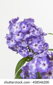 Phlox Paniculata Grp Uspech - Shutterstock ID 458546200