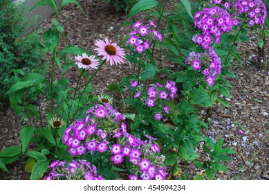 Phlox paniculata 'Uspech' and Echinacea purpurea 'Primadonna Deep Rose' in flowerbed. Decorative plants for gardening. - Shutterstock ID 454594234