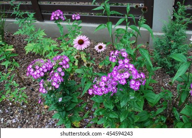 Phlox paniculata 'Uspech' and Echinacea purpurea 'Primadonna Deep Rose' in flowerbed. Decorative plants for gardening. - Shutterstock ID 454594243