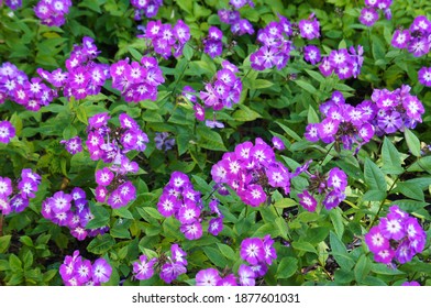 Phlox paniculata uspech purple flowers with green background - Shutterstock ID 1877601031