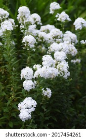 Phlox Paniculata White Flowers. Polemoniaceae Perennial Plant.