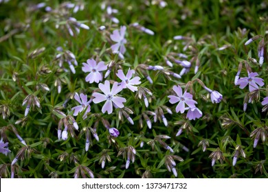 Dianthus Caryophyllus Phlox Hd Stock Images Shutterstock