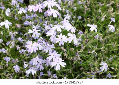 Phlox Subulata Esmeralda Blue Ice Outdoor Stock Photo 1733417957 ...